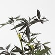 PLANT IN A BOX - Sureau noir - Set de 2 - Sambucus nigra 'Black Lace' - Hauteur 25-40cm - ⌀17cm - vignette