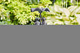 SMARTSOLAR - Fontaine grenouille résine - H.84xL.46,4xP.46,4cm - vignette