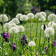 PLANT IN A BOX - Ail - Set de 3 - Allium 'Mount Everest' - Bulbes à fleurs - Blanc - vignette