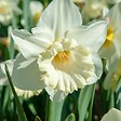 PLANT IN A BOX - Narcisse - Set de 30 - Narcissus 'Mount Hood' - Bulbes à fleurs - Blanc - vignette