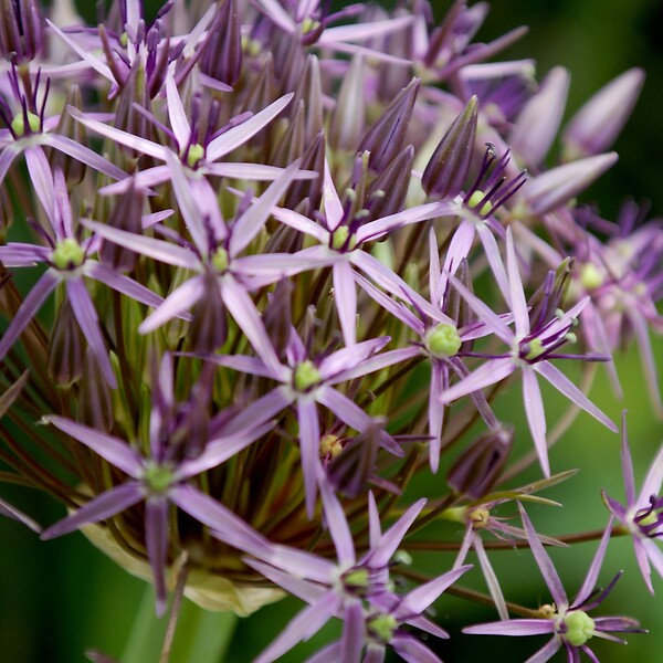 PLANT IN A BOX - Ail - Set de 15 - Allium 'Christophii' - Bulbes à fleurs - Violet - large