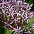 PLANT IN A BOX - Ail - Set de 15 - Allium 'Christophii' - Bulbes à fleurs - Violet - vignette