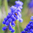 PLANT IN A BOX - Perce-neige - Set de 50 - Muscari 'Magic Mix' - Bulbes à fleurs - vignette