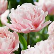PLANT IN A BOX - Tulipe - Set de 25 - Tulipa 'Dreamer' - Bulbes à fleurs - Rose - vignette