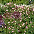 PLANT IN A BOX - Ail - Set de 30 - Allium 'Christophii' - Bulbes à fleurs - Violet - vignette