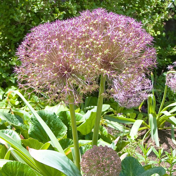 PLANT IN A BOX - Ail - Set de 30 - Allium 'Christophii' - Bulbes à fleurs - Violet - large