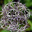 PLANT IN A BOX - Ail - Set de 30 - Allium 'Christophii' - Bulbes à fleurs - Violet - vignette