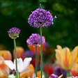 PLANT IN A BOX - Ail - Set de 30 - Allium 'Purple Sensation' - Bulbes à fleurs - Violet - vignette