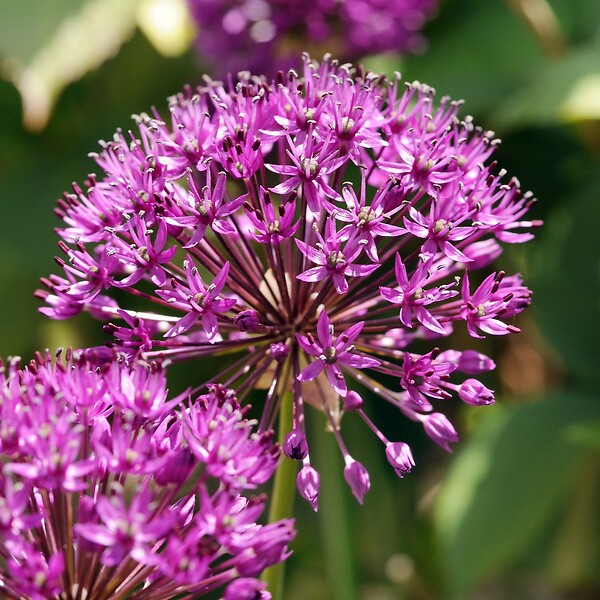 PLANT IN A BOX - Ail - Set de 30 - Allium 'Purple Sensation' - Bulbes à fleurs - Violet - large