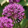 PLANT IN A BOX - Ail - Set de 30 - Allium 'Purple Sensation' - Bulbes à fleurs - Violet - vignette