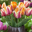 PLANT IN A BOX - Tulipe - Set de 30 - Tulipa 'Flaming Beauty Mix' - Bulbes à fleurs - vignette
