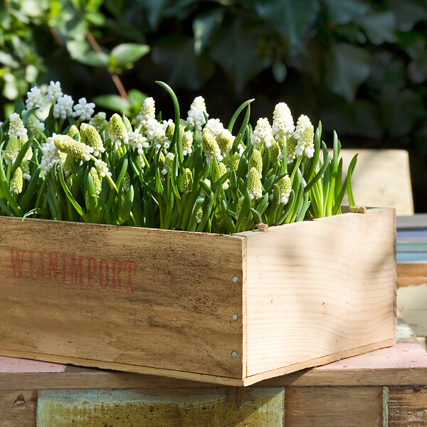 PLANT IN A BOX - Perce-neige - Set de 50 - Muscari 'White Magic' - Bulbes à fleurs - Blanc - large