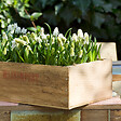 PLANT IN A BOX - Perce-neige - Set de 50 - Muscari 'White Magic' - Bulbes à fleurs - Blanc - vignette