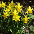 PLANT IN A BOX - Narcisse - Set de 50 - Narcissus 'Tête-à-Tête' - Bulbes à fleurs - Jaune - vignette