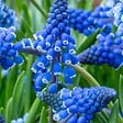PLANT IN A BOX - Muscari d'Arménie - Set de 200 - Muscari armeniacum - Bulbes à fleurs - Bleu - vignette