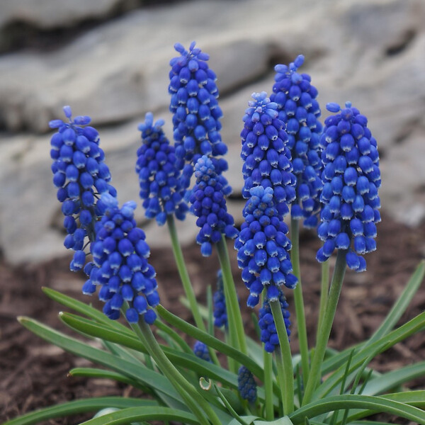 PLANT IN A BOX - Muscari d'Arménie - Set de 100 - Muscari armeniacum - Bulbes à fleurs - Bleu - large