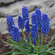 PLANT IN A BOX - Muscari d'Arménie - Set de 100 - Muscari armeniacum - Bulbes à fleurs - Bleu - vignette