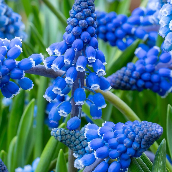 PLANT IN A BOX - Muscari d'Arménie - Set de 100 - Muscari armeniacum - Bulbes à fleurs - Bleu - large