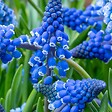 PLANT IN A BOX - Muscari d'Arménie - Set de 100 - Muscari armeniacum - Bulbes à fleurs - Bleu - vignette