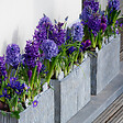 PLANT IN A BOX - Jacinthe - Set de 25 - Hyacinthus 'Blue Trophy' - Bulbes à fleurs - Bleu - vignette