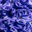 PLANT IN A BOX - Jacinthe - Set de 25 - Hyacinthus 'Blue Trophy' - Bulbes à fleurs - Bleu - vignette