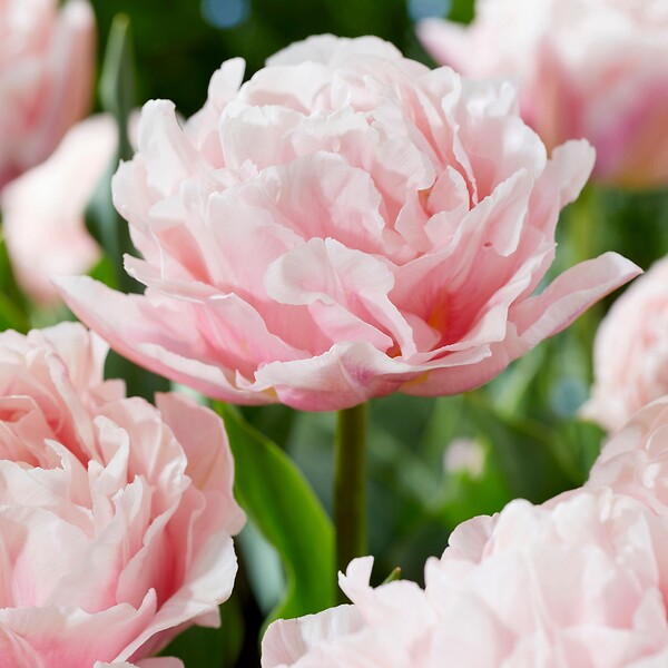 PLANT IN A BOX - Tulipe - Set de 15 - Tulipa 'Dreamer' - Bulbes à fleurs - Rose - large