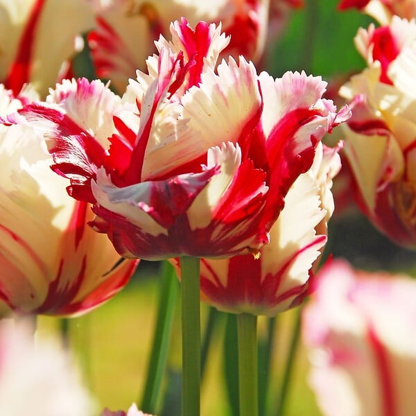 PLANT IN A BOX - Tulipe - Set de 14 - Tulipa 'Estella Rijnveld' - Bulbes à fleurs - Rouge - large
