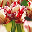 PLANT IN A BOX - Tulipe - Set de 14 - Tulipa 'Estella Rijnveld' - Bulbes à fleurs - Rouge - vignette