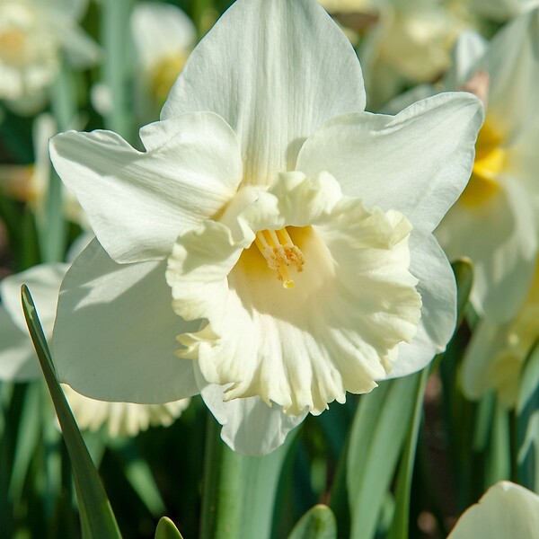 PLANT IN A BOX - Narcisse - Set de 15 - Narcissus 'Mount Hood' - Bulbes à fleurs - Jaune - large