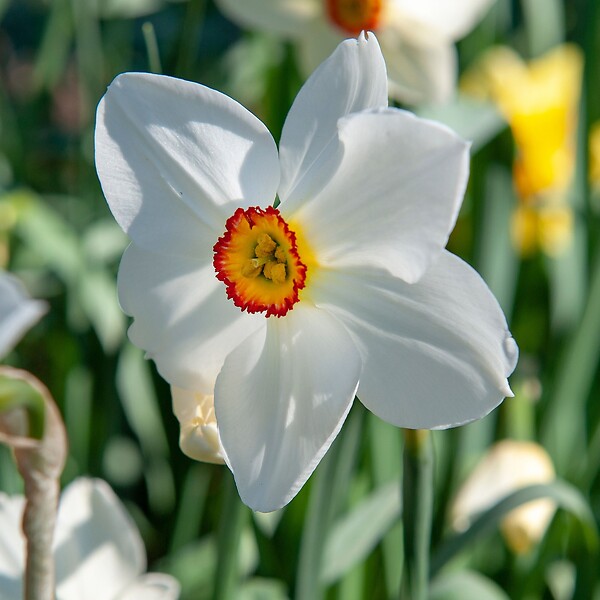 PLANT IN A BOX - Narcisse - Set de 30 - Narcissus 'Recurvus' - Bulbes à fleurs - Blanc - large