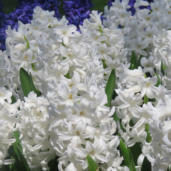 PLANT IN A BOX - Jacinthe - Set de 10 - Hyacinthus 'Carnegie' - Bulbes à fleurs - Blanc - large