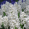 PLANT IN A BOX - Jacinthe - Set de 10 - Hyacinthus 'Carnegie' - Bulbes à fleurs - Blanc - vignette