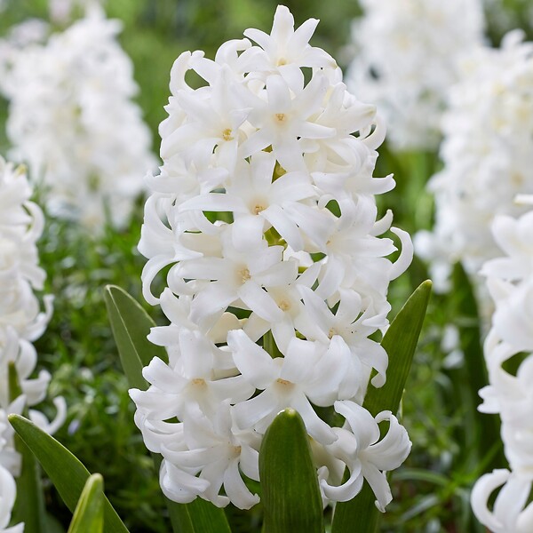 PLANT IN A BOX - Jacinthe - Set de 10 - Hyacinthus 'Carnegie' - Bulbes à fleurs - Blanc - large