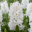 PLANT IN A BOX - Jacinthe - Set de 10 - Hyacinthus 'Carnegie' - Bulbes à fleurs - Blanc - vignette