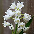 PLANT IN A BOX - Jacinthe - Set de 40 - Hyacinthoides Hispanica - Bulbes à fleurs - vignette