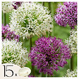 PLANT IN A BOX - Ail - Set de 15 - Allium 'Purple, 'White' - Bulbes à fleurs - Violet - vignette
