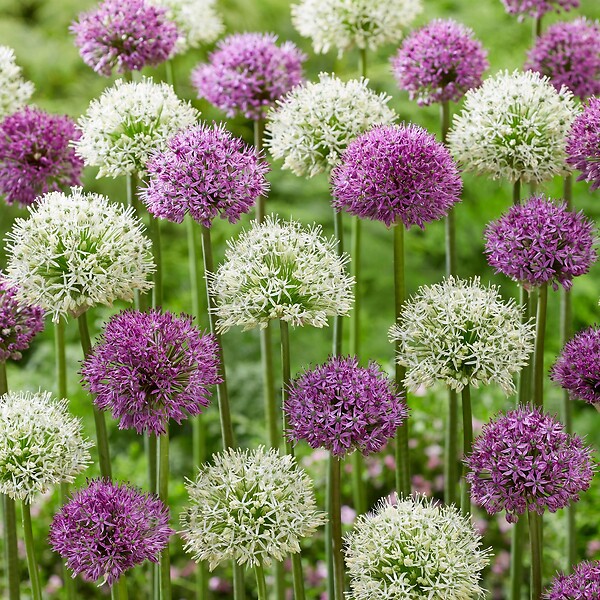 PLANT IN A BOX - Ail - Set de 15 - Allium 'Purple, 'White' - Bulbes à fleurs - Violet - large