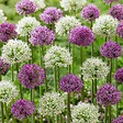 PLANT IN A BOX - Ail - Set de 15 - Allium 'Purple, 'White' - Bulbes à fleurs - Violet - vignette