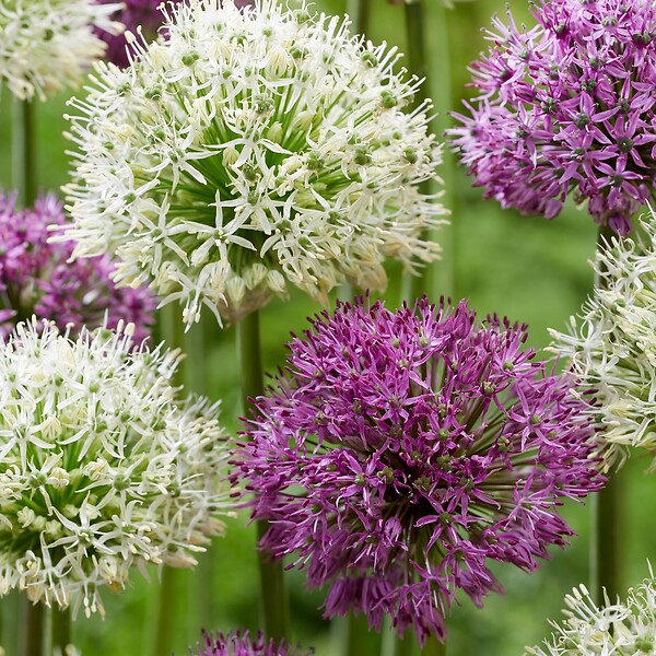 PLANT IN A BOX - Ail - Set de 15 - Allium 'Purple, 'White' - Bulbes à fleurs - Violet - large
