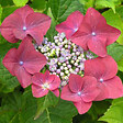 ARBORIX - 2 x Hortensia 'Rotkehlchen' - Hydrangea macrophylla 'Rotkehlchen'  - 20-25 cm pot - vignette