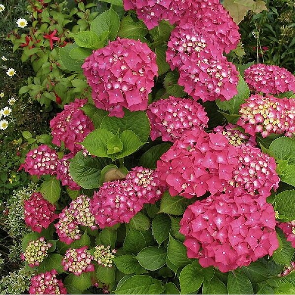 ARBORIX - 2 x Hortensia 'Rotkehlchen' - Hydrangea macrophylla 'Rotkehlchen'  - 20-25 cm pot - large