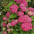 ARBORIX - 2 x Hortensia 'Rotkehlchen' - Hydrangea macrophylla 'Rotkehlchen'  - 20-25 cm pot - vignette