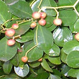 ARBORIX - 2 x Fusain persistant 'Radicans' - Euonymus fortunei radicans  - 20-30 cm pot - vignette