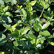 ARBORIX - 2 x Fusain persistant 'Radicans' - Euonymus fortunei radicans  - 20-30 cm pot - vignette