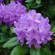 ARBORIX - Rhododendron 'Cat. Grandiflorum' - Rhododendron 'Catawbiense' Grandiflorum  - 40-50 cm pot - vignette