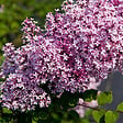 ARBORIX - 2 x Syringa microphylla 'Superba' - Syringa Microphylla 'Superba'  - 40-60 cm pot - vignette