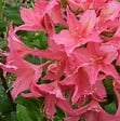ARBORIX - Azalée caduque mollis rose - Azalea Mollis Roze  - 40-50 cm pot - vignette