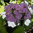 ARBORIX - 2 x Hydrangea 'Sargentiana' - Hydrangea Aspera Sargentiana  - 25-30 cm pot - vignette