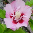 ARBORIX - Mauve en arbre 'Hamabo' - Hibiscus Syriacus 'Hamabo'  - 40-60 cm pot - vignette