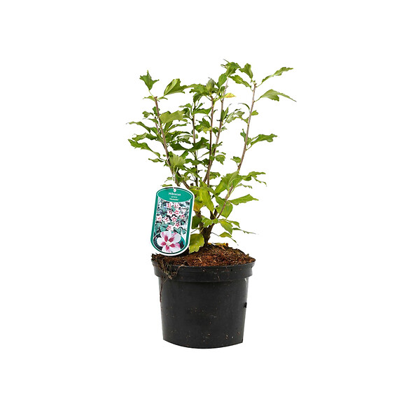 ARBORIX - Mauve en arbre 'Hamabo' - Hibiscus Syriacus 'Hamabo'  - 40-60 cm pot - large